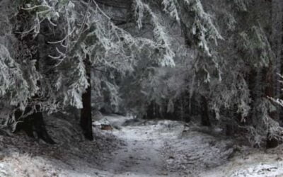 Path Untaken